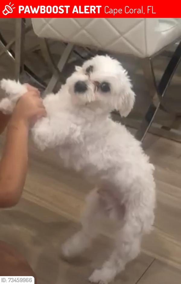 Lost Male Dog last seen The club apart, Cape Coral, FL 33991