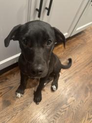Found/Stray Female Dog last seen Optimist & Armory Fields, Southern Pines, NC 28387