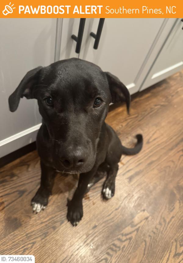 Found/Stray Female Dog last seen Optimist & Armory Fields, Southern Pines, NC 28387
