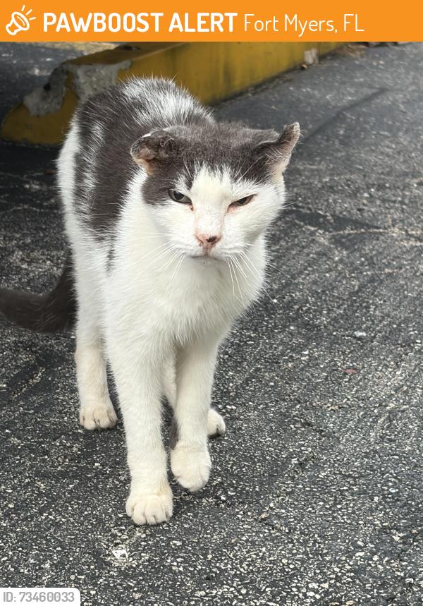 Found/Stray Unknown Cat last seen Summerlin and Park Meadows, Fort Myers, FL 33907