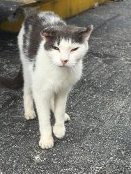 Found/Stray Unknown Cat last seen Summerlin and Park Meadows, Fort Myers, FL 33907