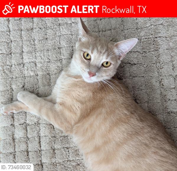 Lost Male Cat last seen boots burgers, Rockwall, TX 75087