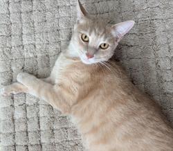 Lost Male Cat last seen boots burgers, Rockwall, TX 75087