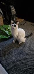 Reunited Male Cat last seen Sheil Road, Merseyside, England L6 7UA