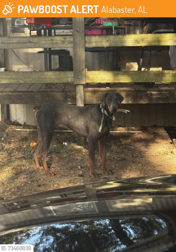 Found/Stray Male Dog last seen Hwy 119 and smokey rd, Alabaster, AL 35007