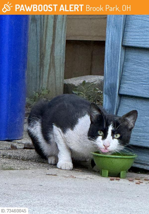 Found/Stray Unknown Cat last seen Not far from the police station, Brook Park, OH 44142