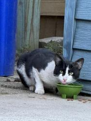 Found/Stray Unknown Cat last seen Not far from the police station, Brook Park, OH 44142