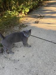 Found/Stray Male Cat last seen Carmen and Bernard, Chicago, IL 60625