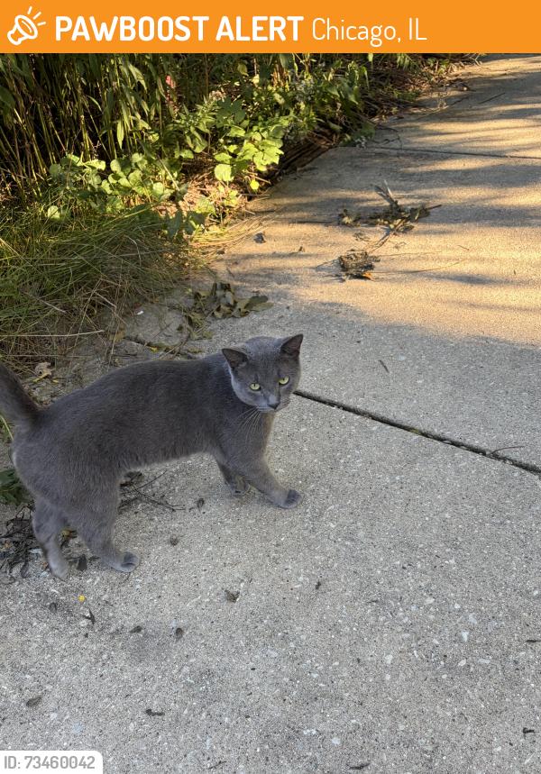 Found/Stray Male Cat last seen Carmen and Bernard, Chicago, IL 60625