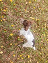 Found/Stray Unknown Dog last seen Laurel dr, Jackson County, FL 32420