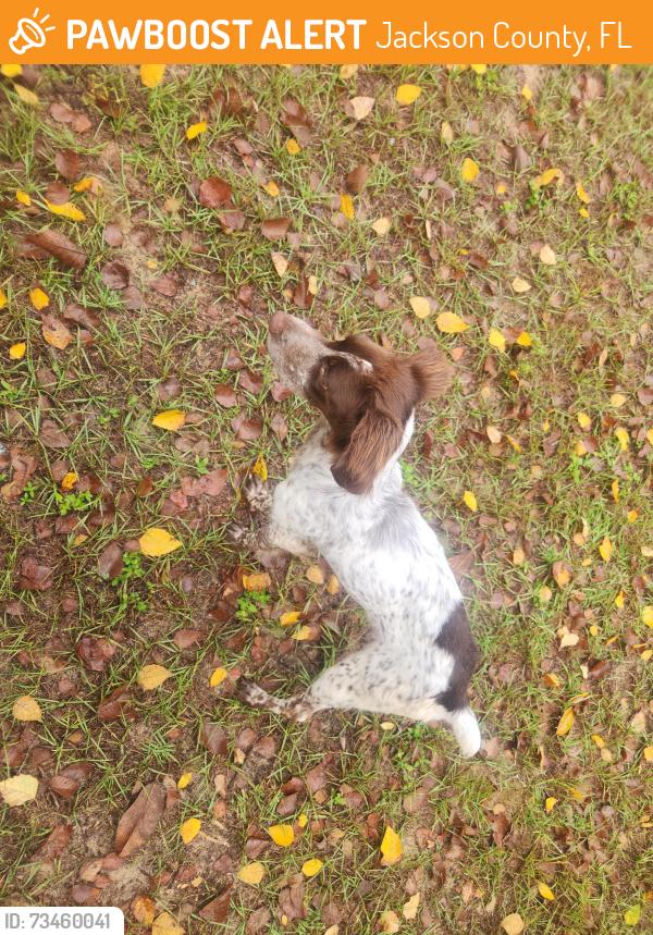 Found/Stray Unknown Dog last seen Laurel dr, Jackson County, FL 32420