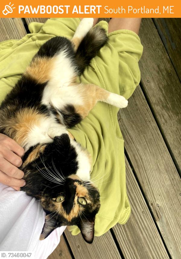 Found/Stray Unknown Cat last seen Front Street Beach, South Portland, ME 04106