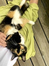 Found/Stray Unknown Cat last seen Front Street Beach, South Portland, ME 04106