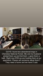 Found/Stray Male Dog last seen reliance tennessee, Polk County, TN 37307