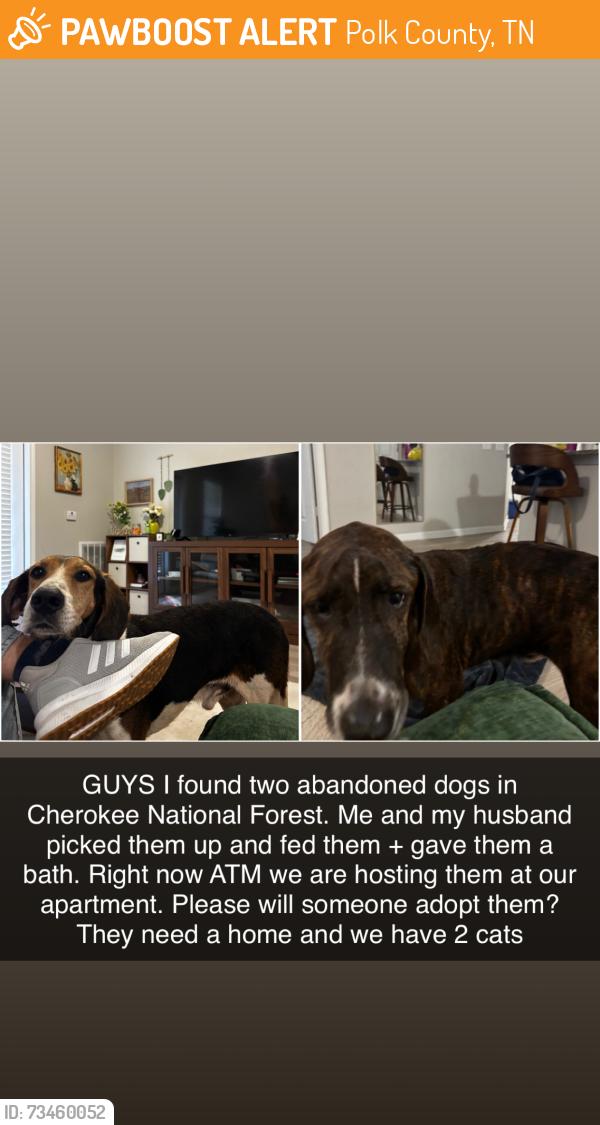Found/Stray Male Dog last seen reliance tennessee, Polk County, TN 37307
