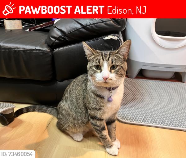Lost Female Cat last seen regal road, jean pl, Edison, NJ 08820