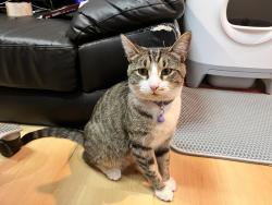 Lost Female Cat last seen regal road, jean pl, Edison, NJ 08820