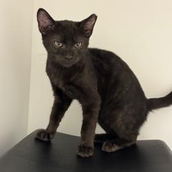 Shelter Stray Male Cat last seen , 244 Georgetown Rd, Jacksonville, NC 28540, USA