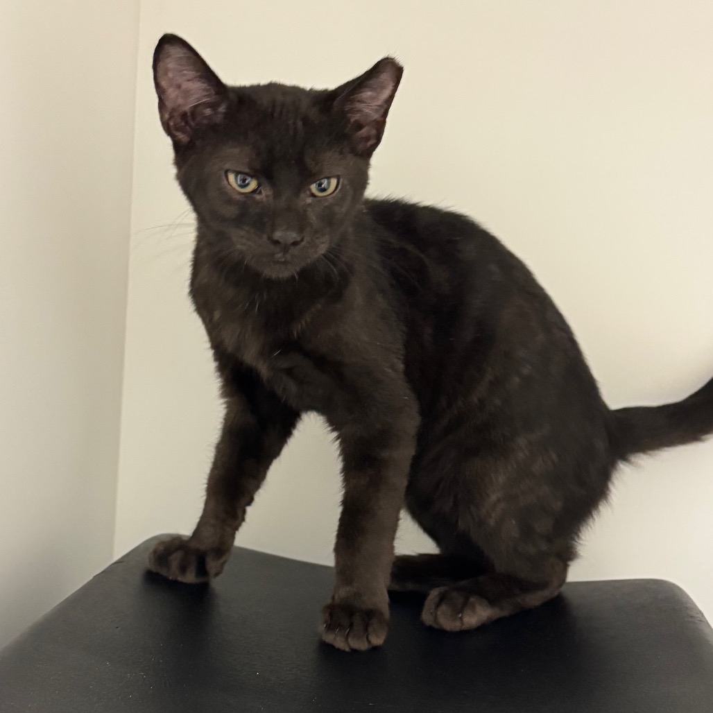 Shelter Stray Male Cat last seen , 244 Georgetown Rd, Jacksonville, NC 28540, USA