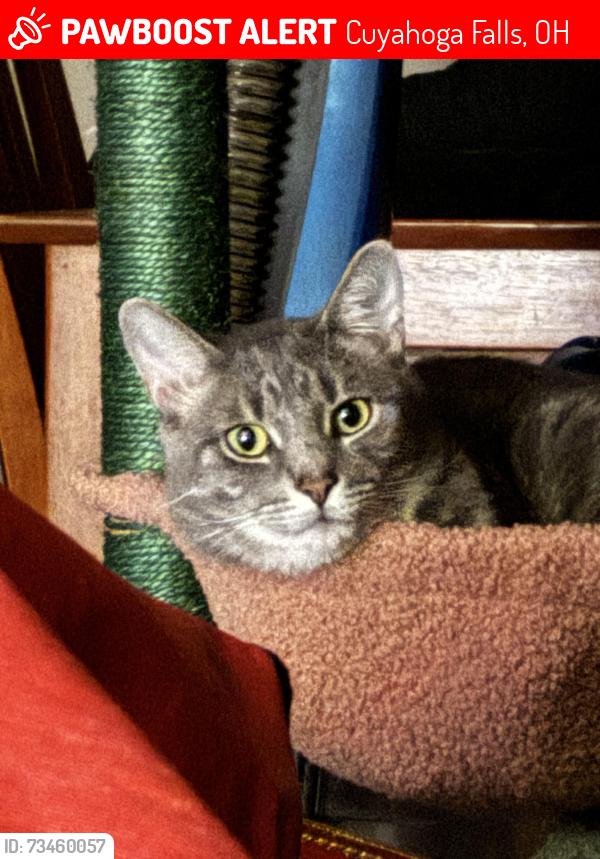 Lost Male Cat last seen Wadsworth st, Cuyahoga Falls, OH 44221