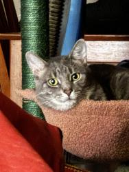 Lost Male Cat last seen Wadsworth st, Cuyahoga Falls, OH 44221