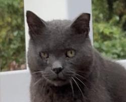 Found/Stray Unknown Cat last seen Brushy Creek Entrance, Suwanee, GA 30024