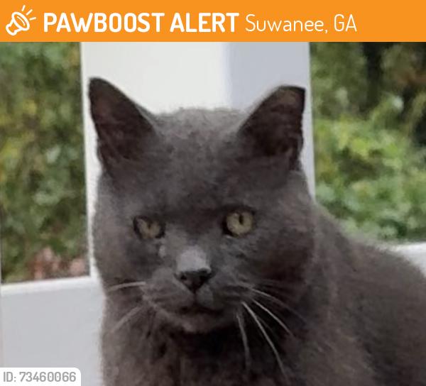 Found/Stray Unknown Cat last seen Brushy Creek Entrance, Suwanee, GA 30024