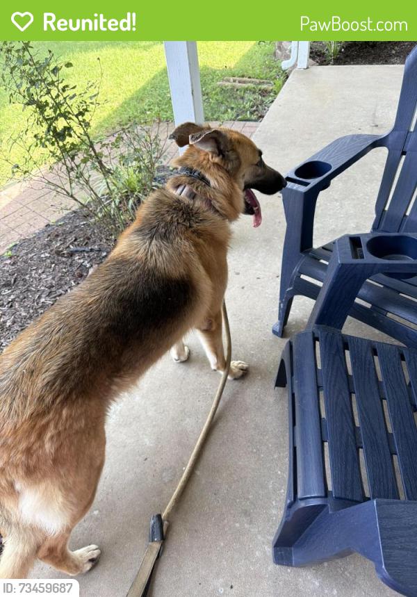 Reunited Female Dog last seen liberty dr, Florissant, MO 63031
