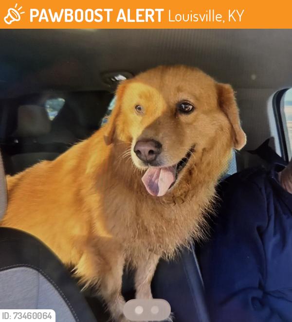 Found/Stray Female Dog last seen Westport Rd near Lagrange Rd, Louisville, KY 40245
