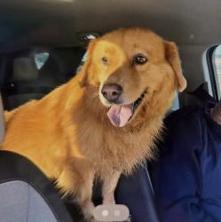 Found/Stray Female Dog last seen Westport Rd near Lagrange Rd, Louisville, KY 40245