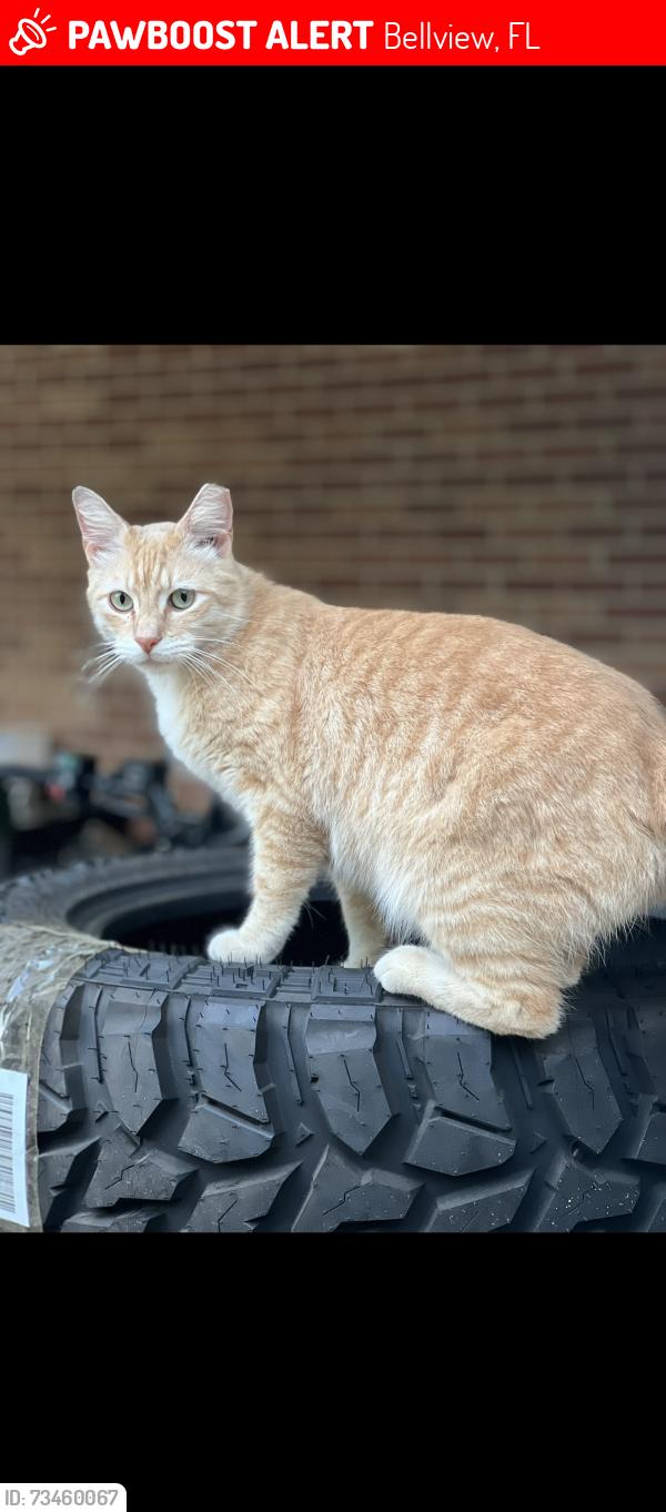 Lost Male Cat last seen Colony and Tomlinson Rd, Bellview, FL 32526