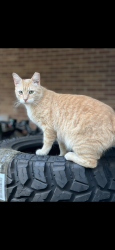 Lost Male Cat last seen Colony and Tomlinson Rd, Bellview, FL 32526