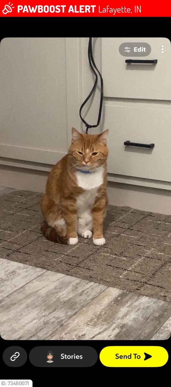 Lost Male Cat last seen Wainwright middle school, Lafayette, IN 47905
