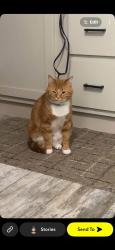 Lost Male Cat last seen Wainwright middle school, Lafayette, IN 47905