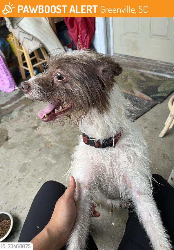 Found/Stray Male Dog last seen Lauren’s Rd, Greenville, SC 29607