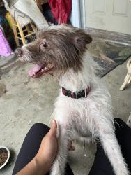 Found/Stray Male Dog last seen Lauren’s Rd, Greenville, SC 29607