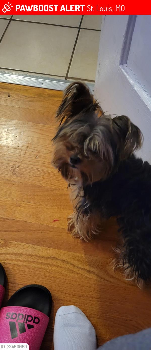 Lost Male Dog last seen Virginia, St. Louis, MO 63111