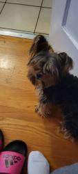 Lost Male Dog last seen Virginia, St. Louis, MO 63111