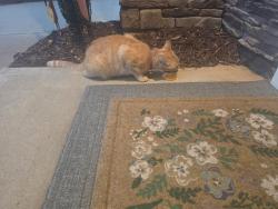 Found/Stray Unknown Cat last seen Heritage Village s Subdivision, Simpsonville, SC 29681