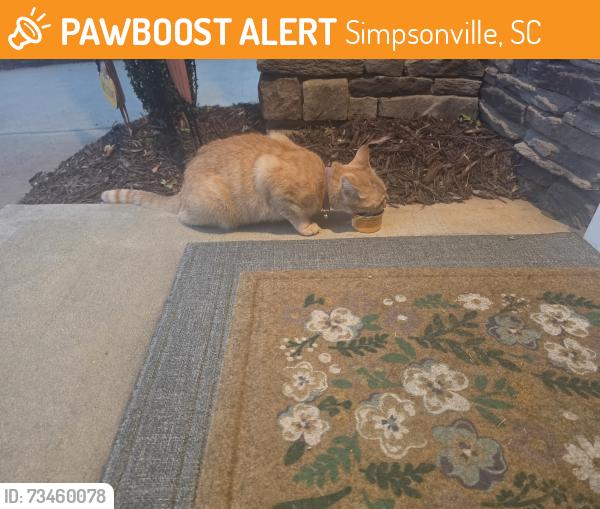 Found/Stray Unknown Cat last seen Heritage Village s Subdivision, Simpsonville, SC 29681