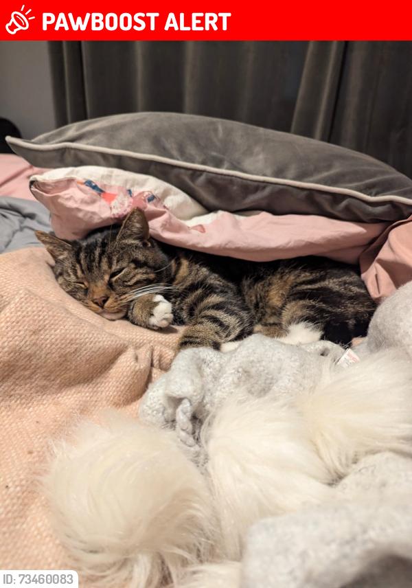 Lost Female Cat last seen Back Yard, Stuart Road, Waterloo, Waterloo, England L22 4QT