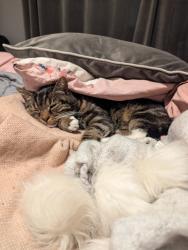 Lost Female Cat last seen Back Yard, Stuart Road, Waterloo, Waterloo, England L22 4QT