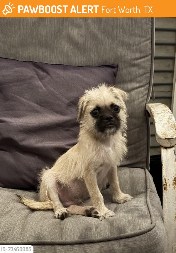 Found/Stray Male Dog last seen Sanborn, Fort Worth, TX 76103