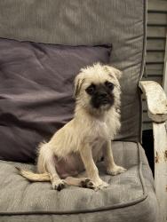 Found/Stray Male Dog last seen Sanborn, Fort Worth, TX 76103