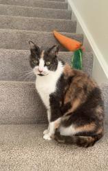 Lost Female Cat last seen Avalon valley drive and sand pit road, Danbury, CT 06810