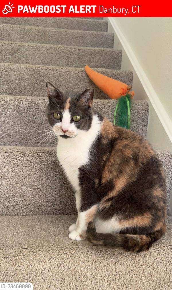 Lost Female Cat last seen Avalon valley drive and sand pit road, Danbury, CT 06810