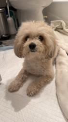 Found/Stray Female Dog last seen 18th st & carpenter st. Chicago il, Chicago, IL 60608