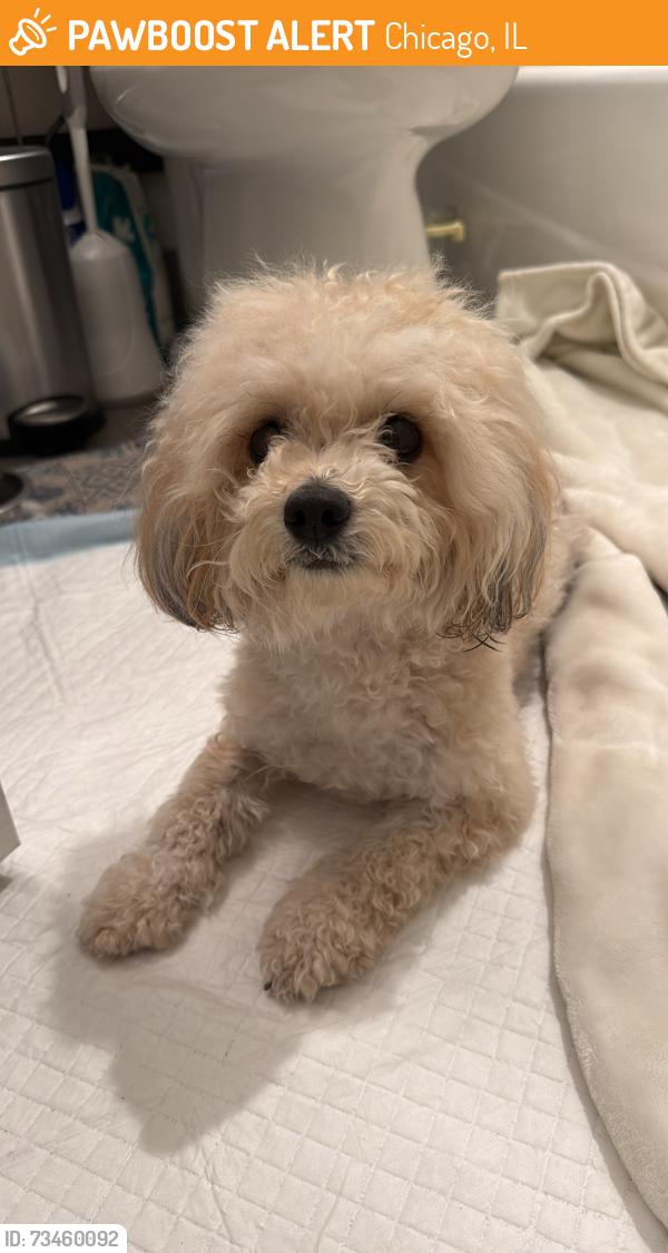 Found/Stray Female Dog last seen 18th st & carpenter st. Chicago il, Chicago, IL 60608