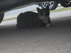 Found/Stray Unknown Cat last seen Heritage Village s subdivision, Simpsonville, SC 29681