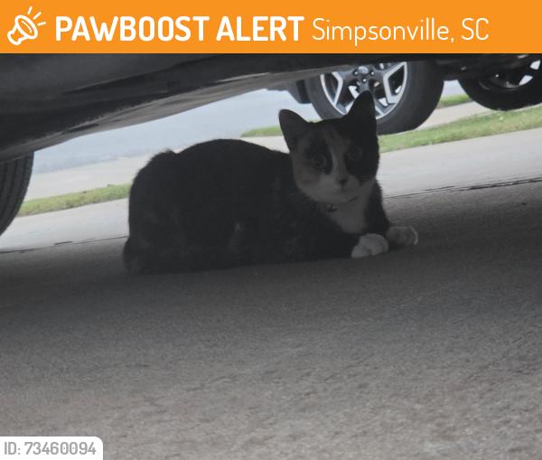 Found/Stray Unknown Cat last seen Heritage Village s subdivision, Simpsonville, SC 29681